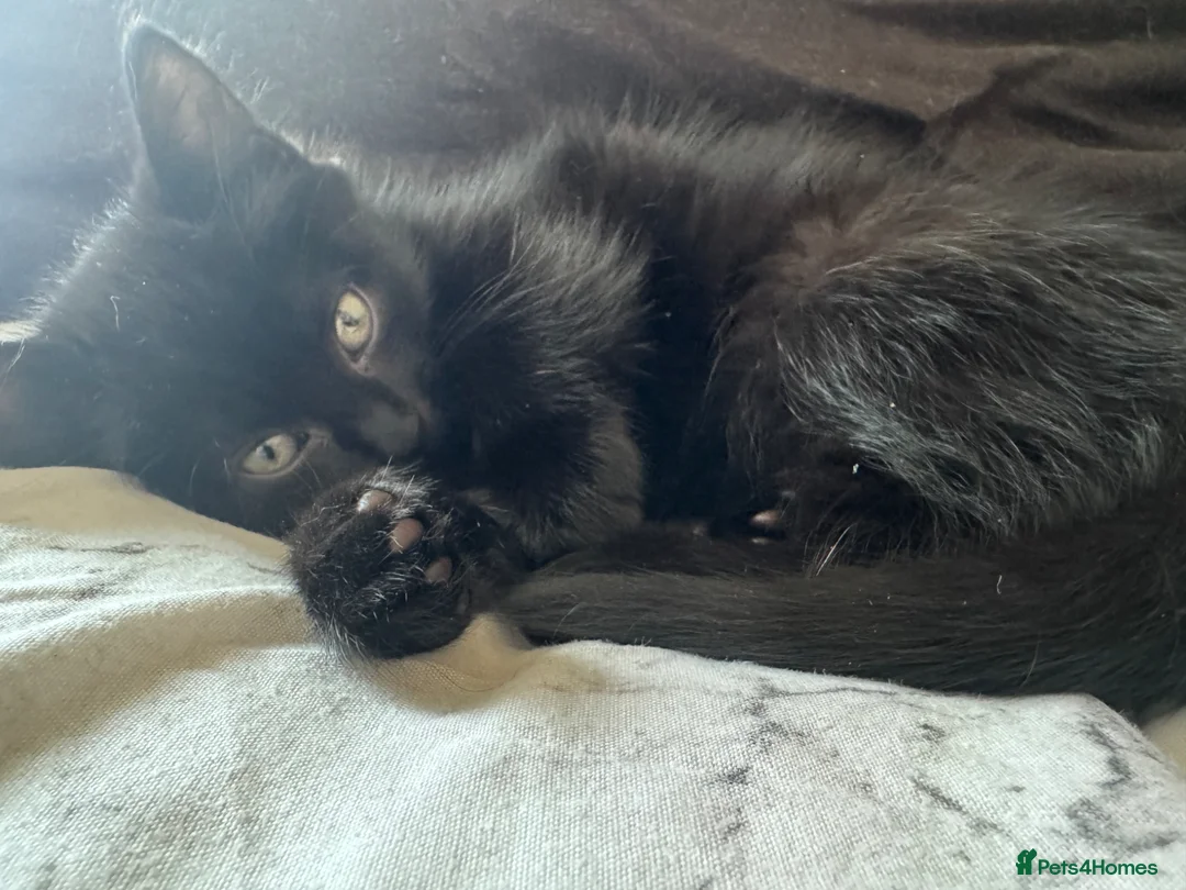 Mixed Breed cats for sale: Male Black Kitten - Advert 2
