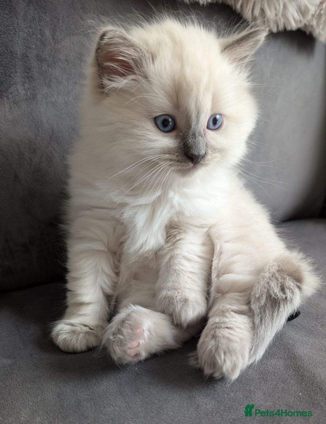 Ragdoll cats Beautiful Pure Blue Point Ragdoll Kittens - Advert 17