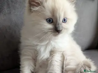 Ragdoll cats Beautiful Pure Blue Point Ragdoll Kittens - Advert 17
