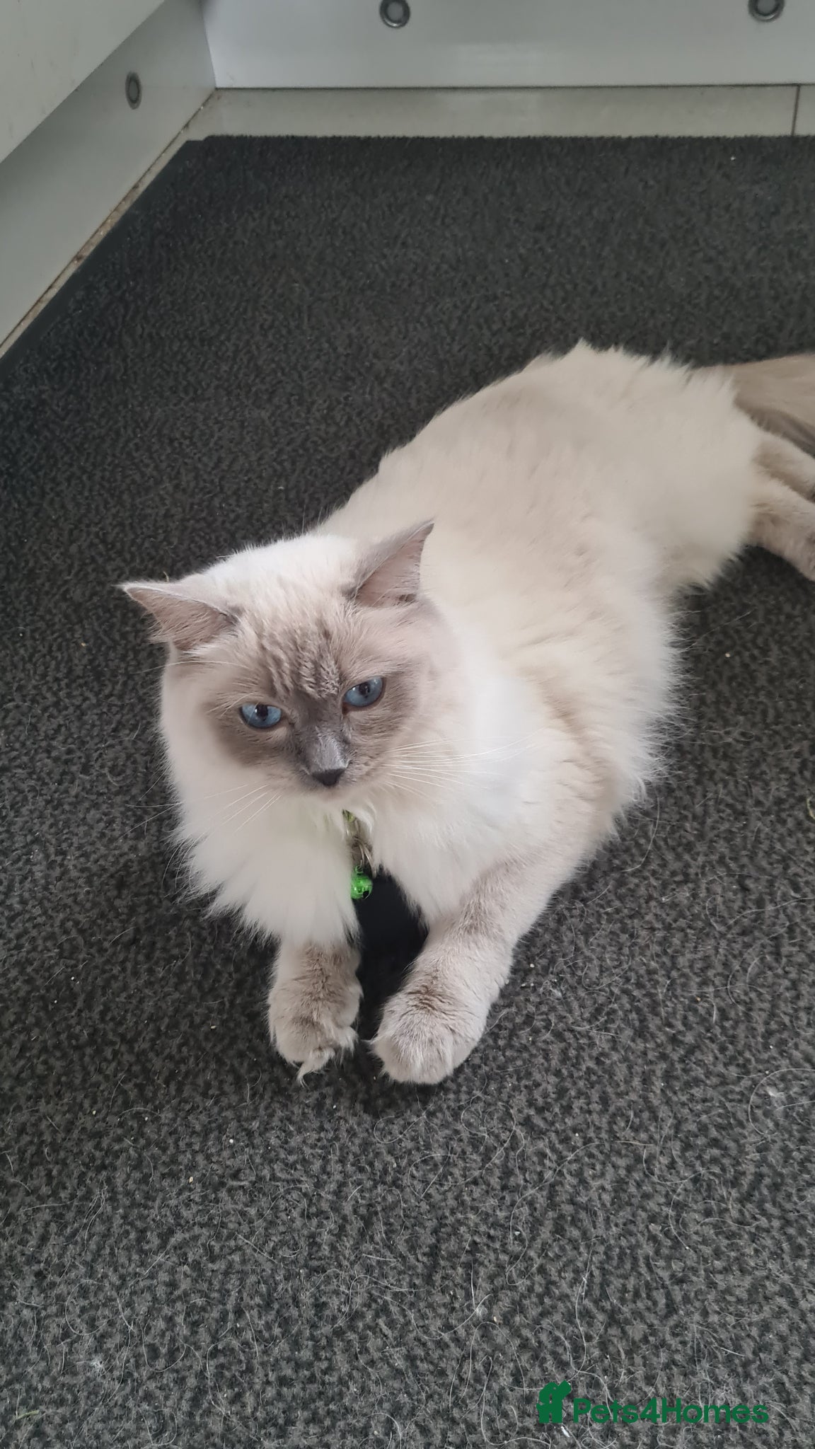 Ragdoll cats Ragdoll blue point kittens - Advert 1