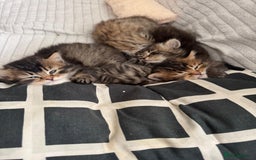 Scottish Fold cats for sale: 5 British Longhair and Scottish Straight kittens  - Image 22