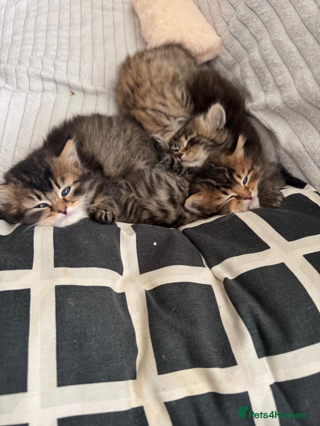 Scottish Fold cats for sale: 5 British Longhair and Scottish Straight kittens  - Image 22