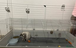 Mini Lop rabbits for sale: Vaccinated mini lop- available immediately  - Image 5