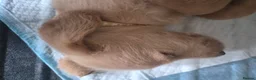 Labradoodle dogs for sale: LABRADOODLE PUPPIES FOR SALE  in Leigh - Advert 9