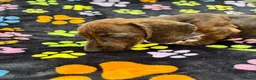Dachshund dogs for sale: Dachshund Puppies ready for their forever homes - Advert 18