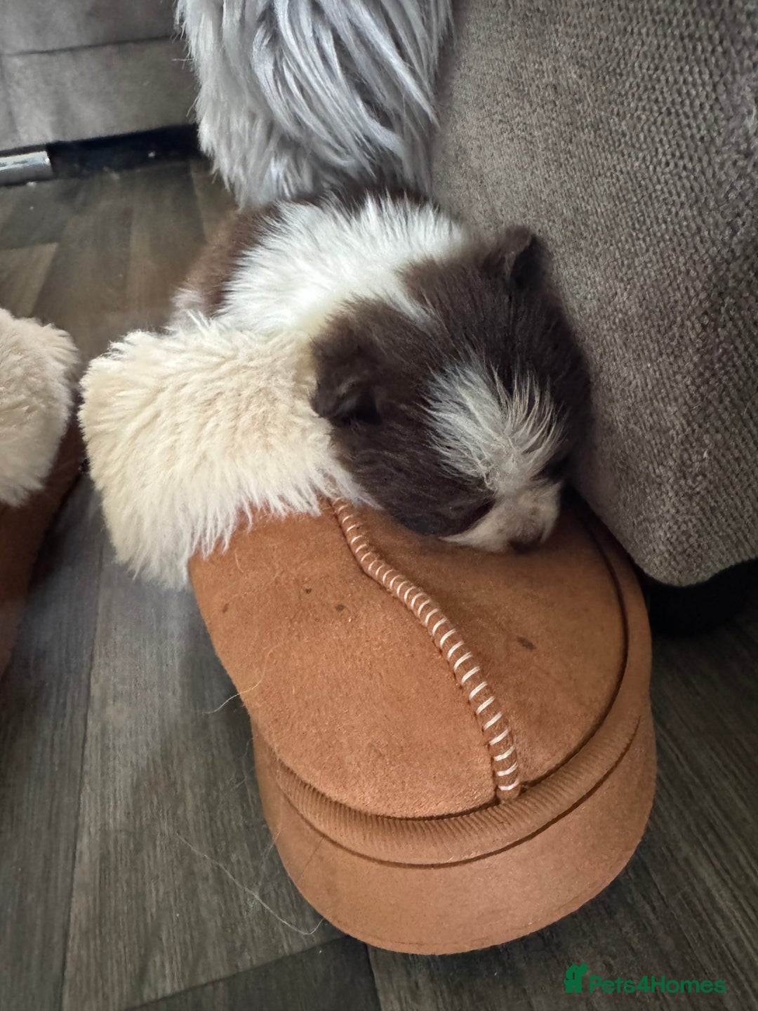Mixed Breed dogs for sale: Pomeranian x - Image 7