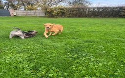 Goldador dogs for sale: Gorgoeus Goldador’s  - Image 13