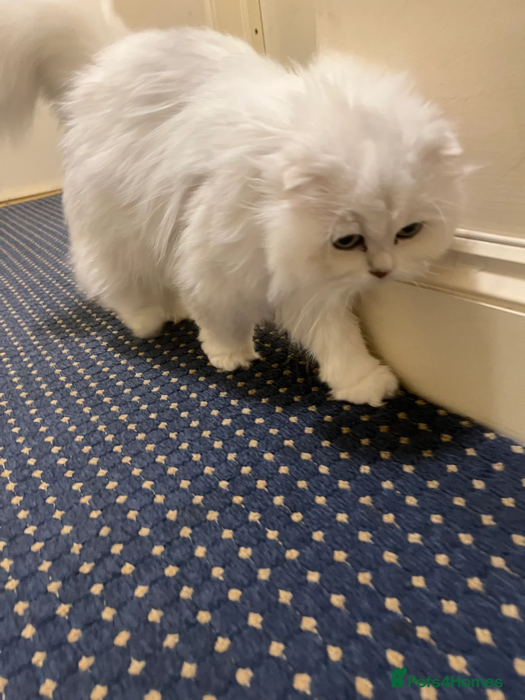 Scottish Fold cats for sale: Stunning Scottish Fold Girl - Advert 3