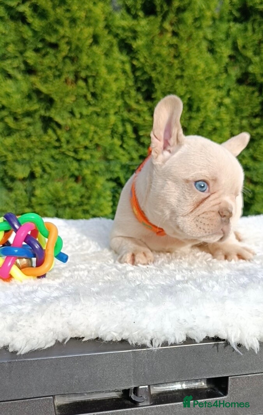 French Bulldog dogs for sale: ❤️ 🐶 beautiful French bulldog puppies ❤️🐶 - Image 26