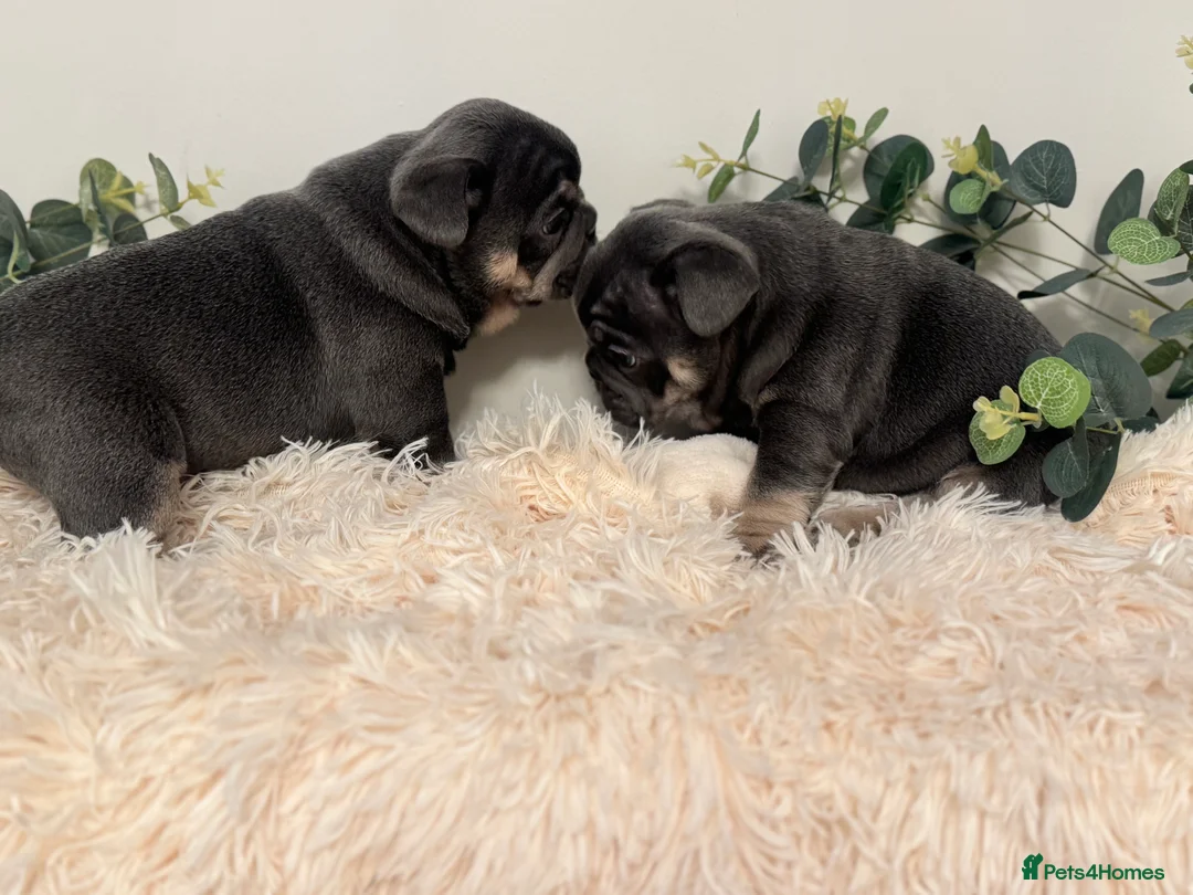 French Bulldog dogs for sale: Beautiful KC Registered French Bulldog Boys  - Advert 12