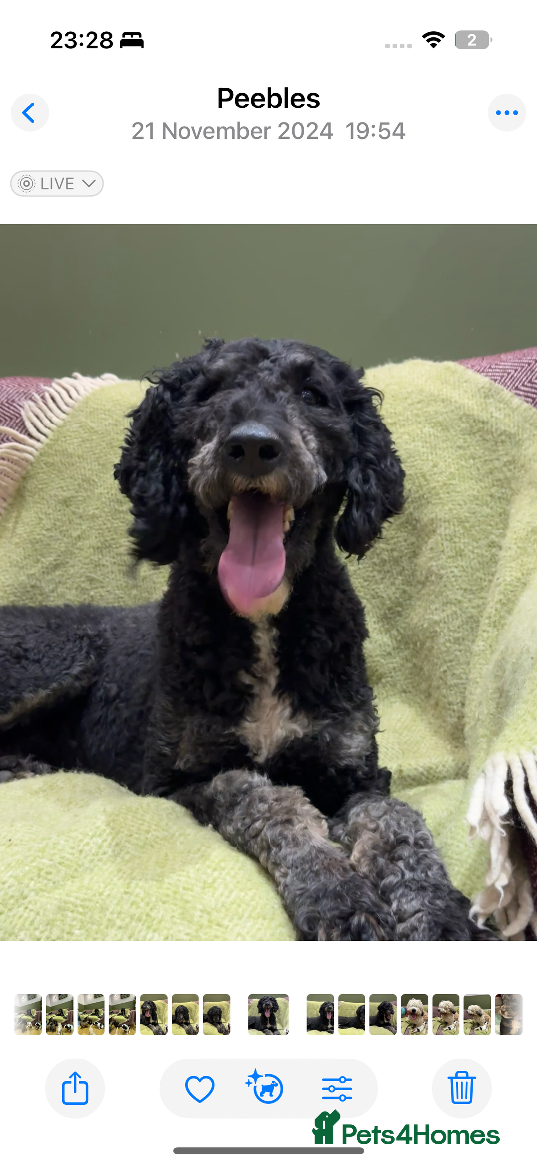 Bernedoodle dogs for sale: Bernedoodle F1B puppies - Advert 22