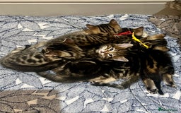Bengal cats for sale: Stunning litter of Pure Bengals - Image 4