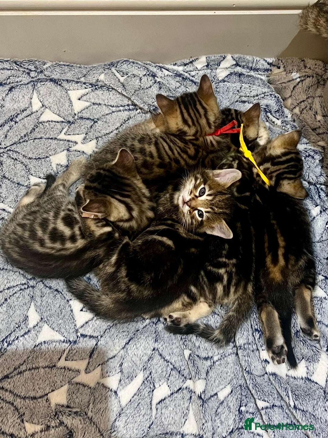 Bengal cats for sale: Stunning litter of Pure Bengals - Image 4