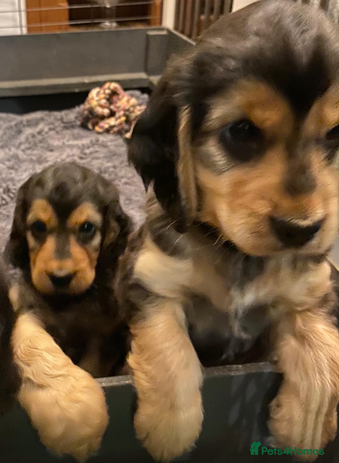 Cocker Spaniel dogs for sale: Dark Sable Cocker Spaniel Pups - Image 5