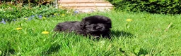 Newfoundland dogs for sale: Beautiful RKC registered Newfoundland Puppies - Advert 24