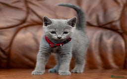 Russian Blue cats for sale: Adorable Russian Blue Kittens TICA  - Image 5