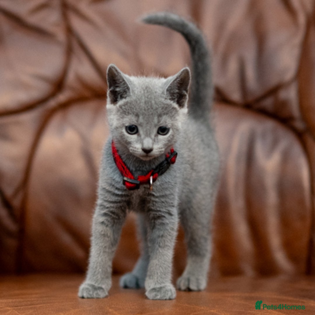 Russian Blue cats for sale: Adorable Russian Blue Kittens TICA  - Image 5