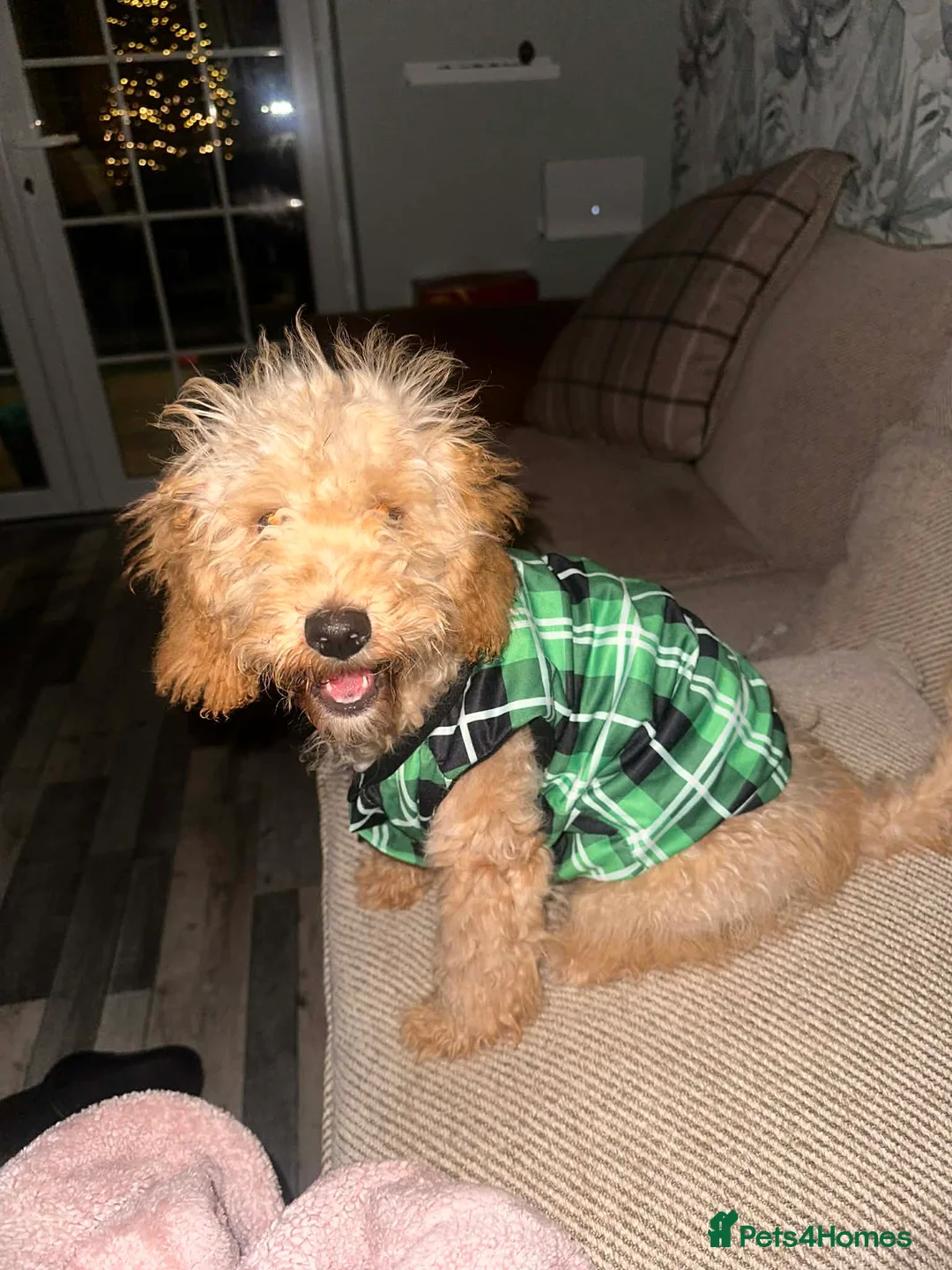 Cockapoo dogs for sale: Cockapoo puppy  - Advert 3