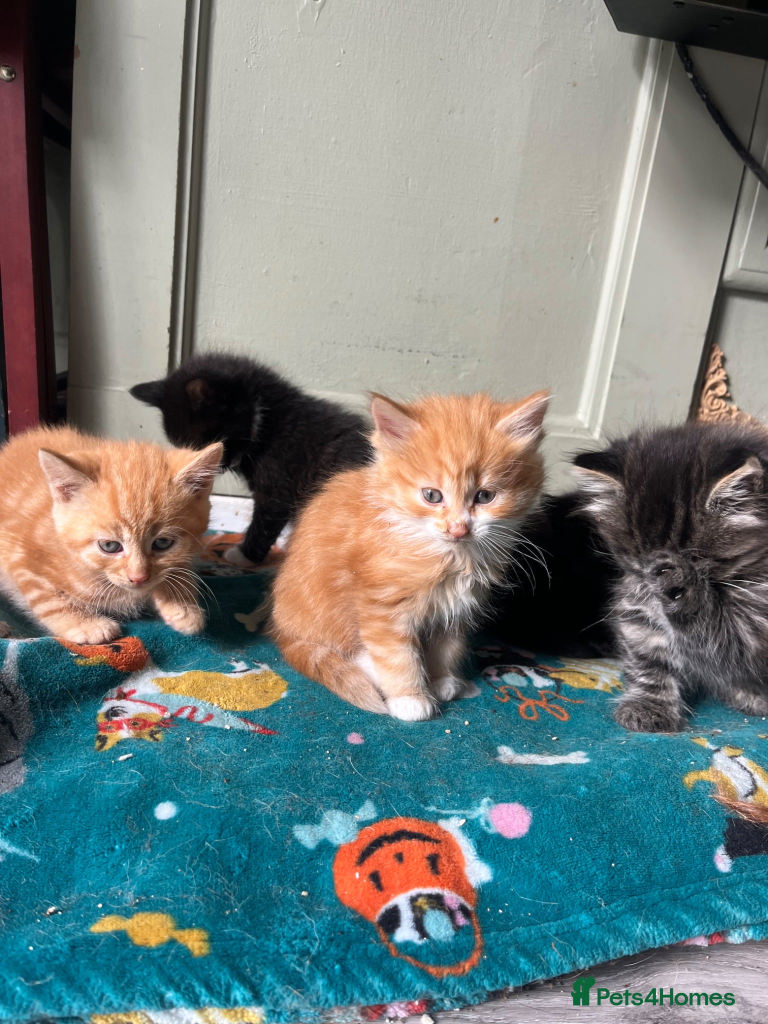 Mixed Breed cats Adorable Kittens for sale - Advert 18