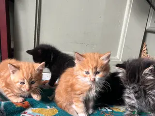 Mixed Breed cats Adorable Kittens for sale - Advert 18