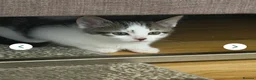 European cats for sale: Kittens for sale  - Advert 4