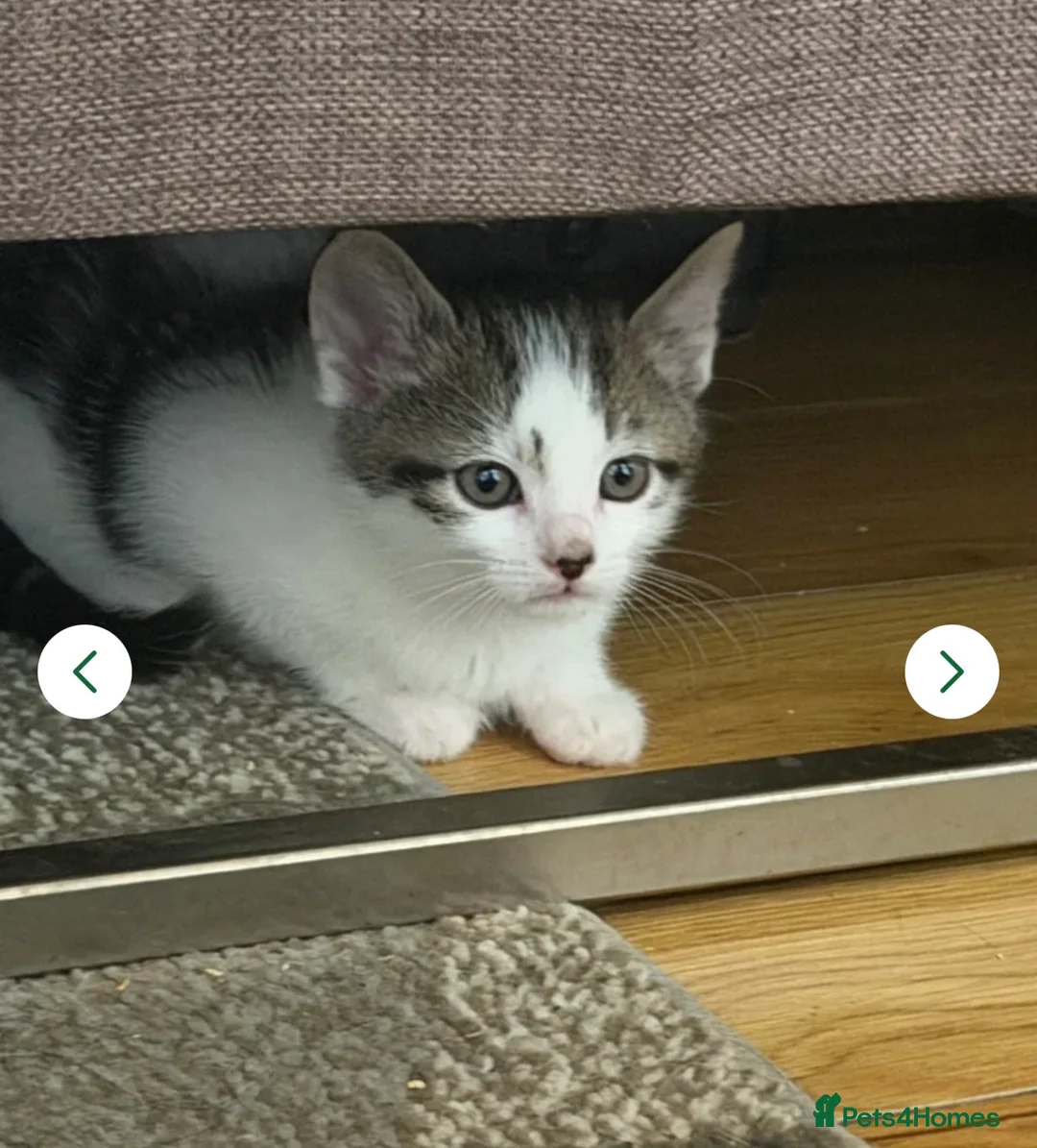 European cats for sale: Kittens for sale  - Advert 4