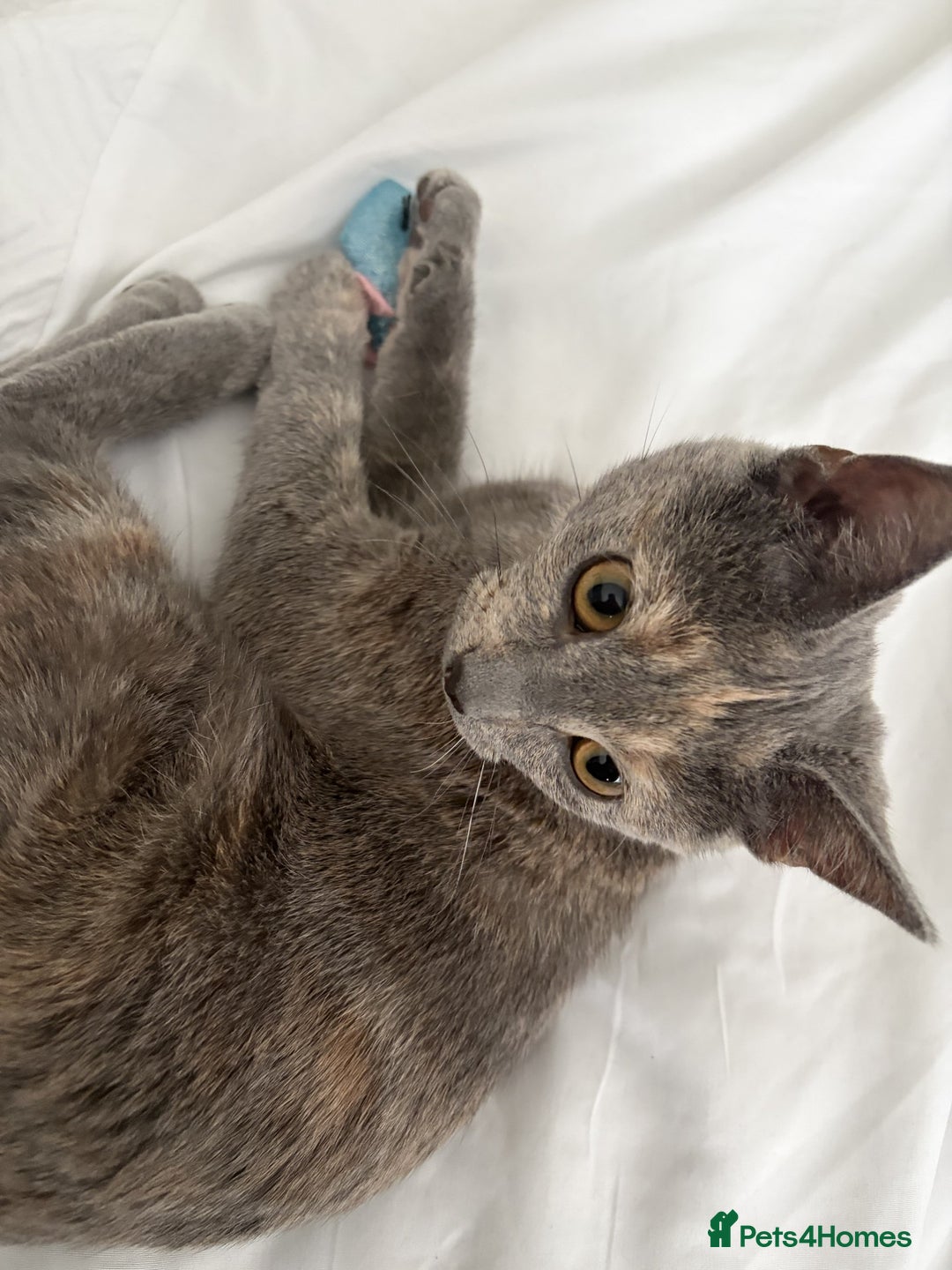 British Shorthair cats for sale: Female British Shorthair  - Advert 4