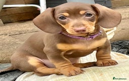 Miniature Dachshund dogs for sale: KC Miniature Dachshund - Image 1