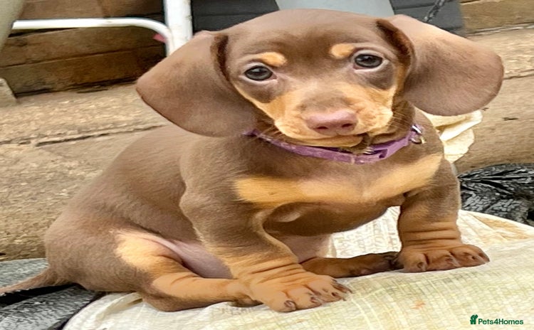 Miniature Dachshund dogs - Advert 12