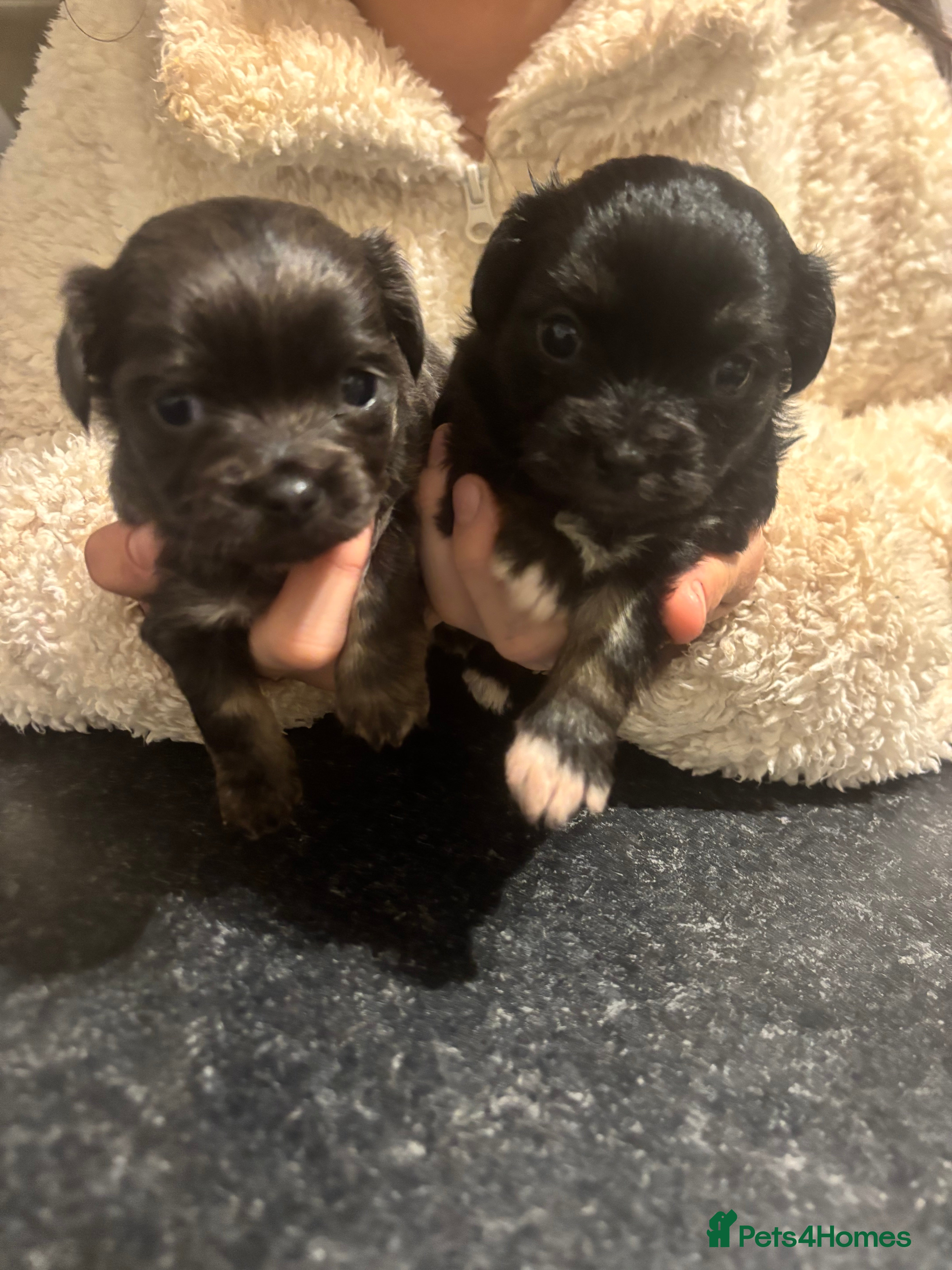 Chihuahua dogs Chihuahua pups - Advert 17