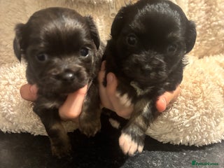 Chihuahua dogs Chihuahua pups - Advert 17