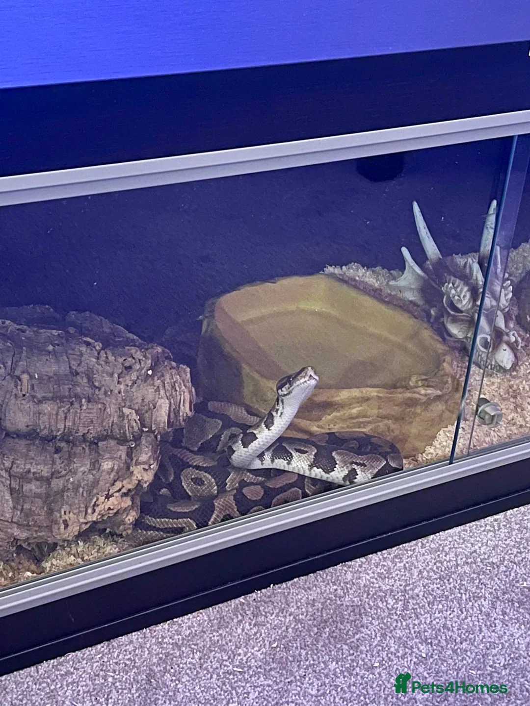 Python Snake reptiles for sale: Beautiful Ball Python for Sale in St Albans - Advert 1