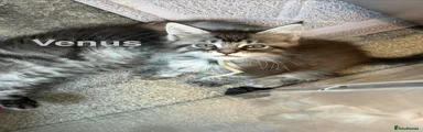 VENUS