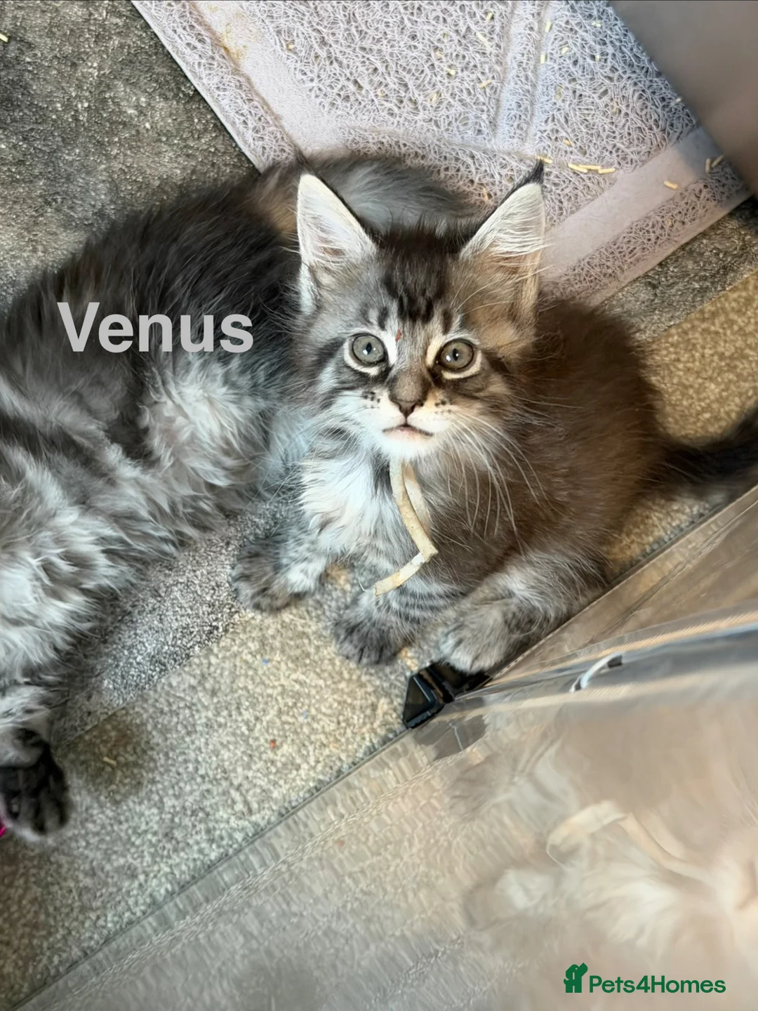 Maine Coon cats for sale: Pedigree Maine Coon Kittens LAST 3 - Advert 22