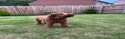 Cockapoo dogs for sale: Gorgeous 6 month old Cockerpoo in Telford - Advert 2