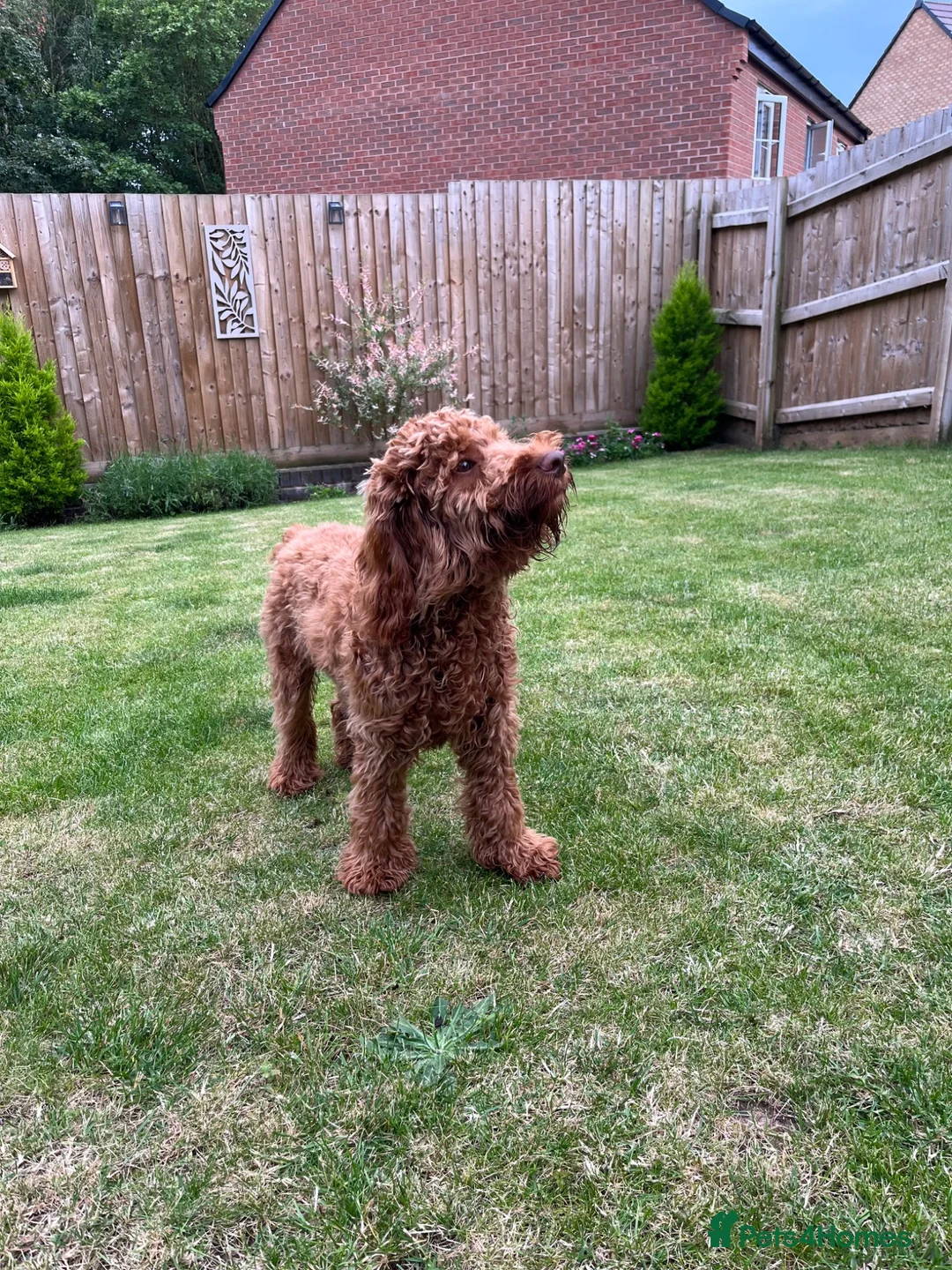 Cockapoo dogs for sale: Gorgeous 6 month old Cockerpoo in Telford - Advert 2