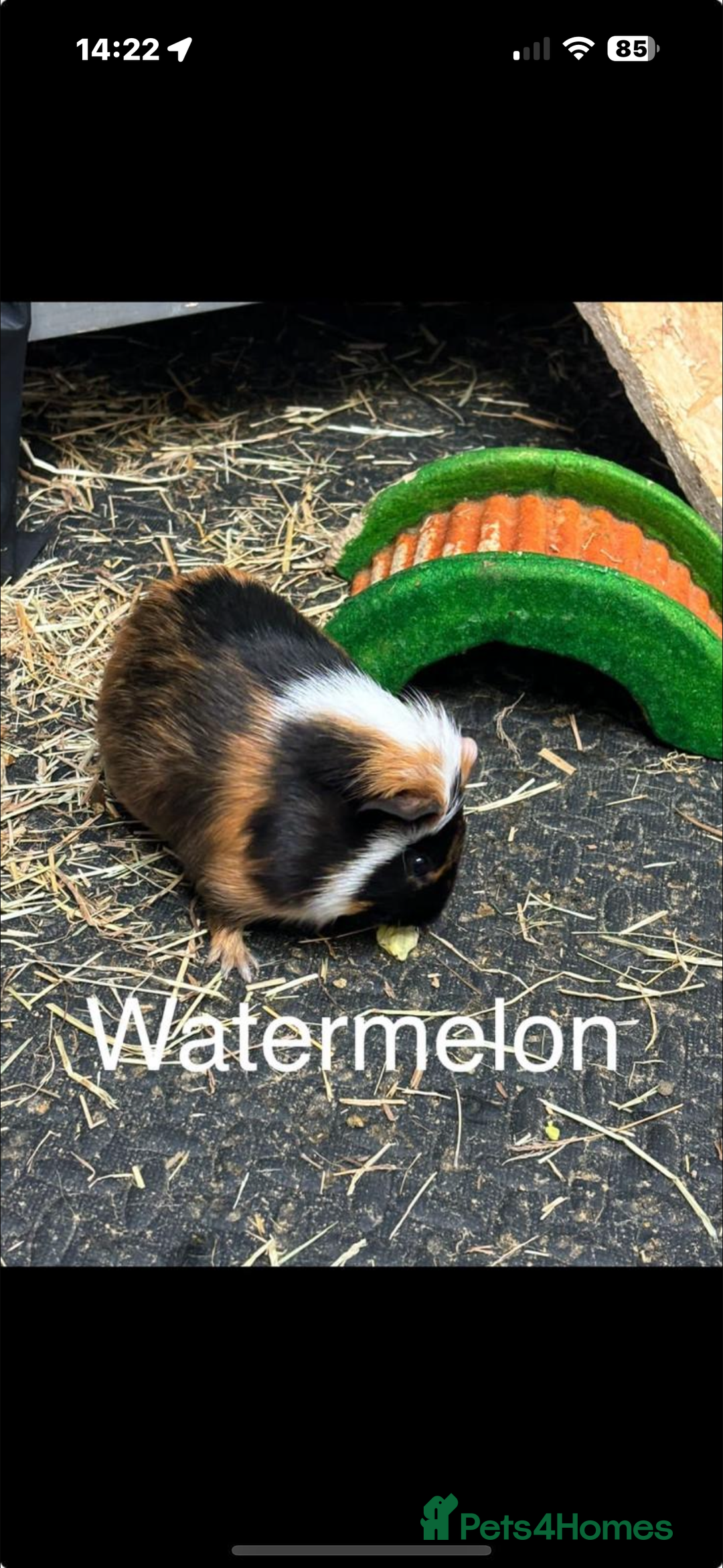 Guinea Pig rodents for sale: Guinea pigs - Advert 12