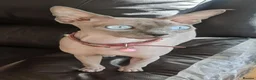 Sphynx cats for sale:  Sphynx Kittens with sky blue eyes  - Advert 2