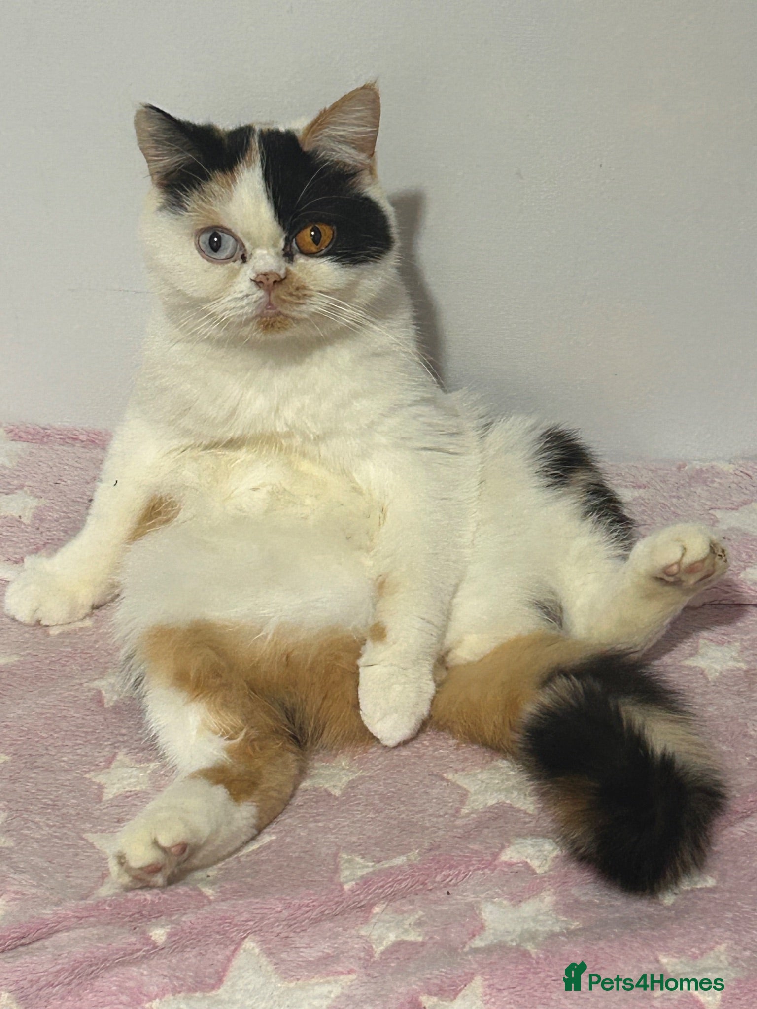 Mixed Breed cats Persian x BSH  - Advert 5