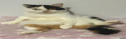Mixed Breed cats for sale: Persian x BSH  - Advert 1