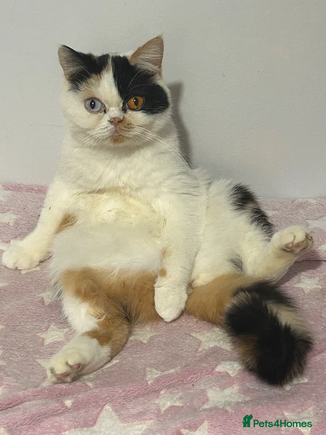 Mixed Breed cats for sale: Persian x BSH  - Advert 1