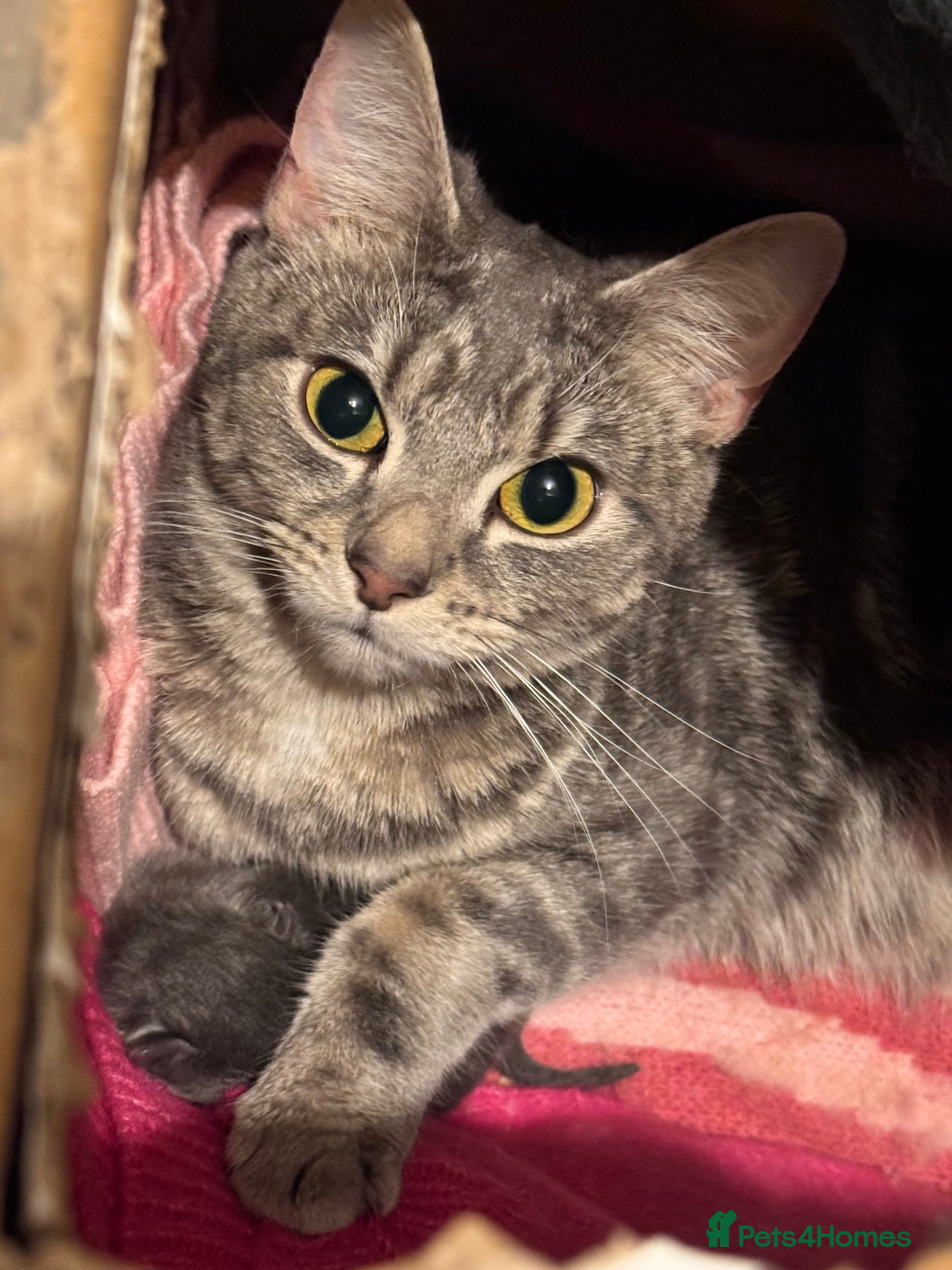 Mixed Breed cats 💕✨ Gorgeous BSH x Nebelung Boys ✨ - Advert 1