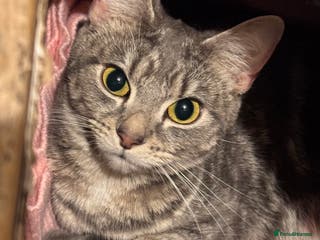 Mixed Breed cats Only one left 💕✨ Gorgeous BSH x Nebelung Boys ✨ - Advert 2