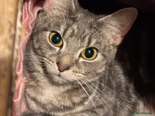 Mixed Breed cats 2GORGEOUS BSH x NEBELUNG KITTENS 🐾 1 BOY & 1 GIRL - Advert 23