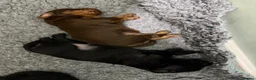 Sprocker dogs for sale: Beautiful Sprocker puppies  - Advert 26