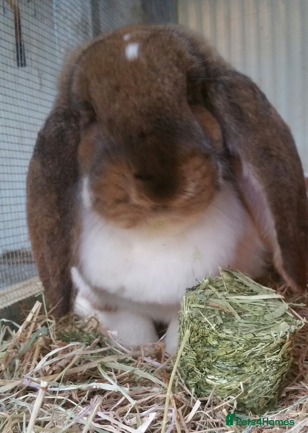 French Lop rabbits for sale: Gorgeous Giant French Lop Doe - VACCINATED REHOME  - Advert 1