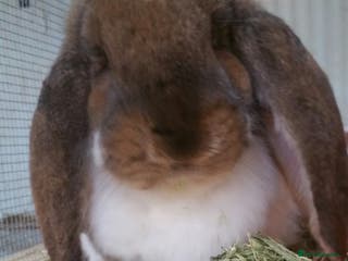 French Lop rabbits Gorgeous Giant French Lop Doe - VACCINATED REHOME - Advert 16