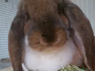 French Lop rabbits Gorgeous Giant French Lop Doe - VACCINATED REHOME - Advert 5