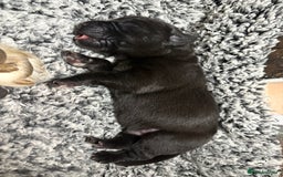 Labrador Retriever dogs for sale: 🖤 Labrador Puppies 💛 - Image 11