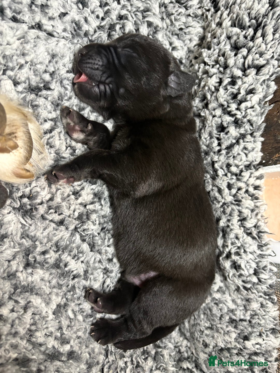 Labrador Retriever dogs for sale: 🖤 Labrador Puppies 💛 - Image 11